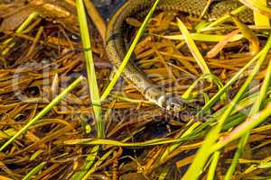 European grass snake in a moor lake in Poland