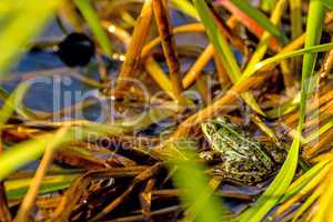 common water frog in a pond