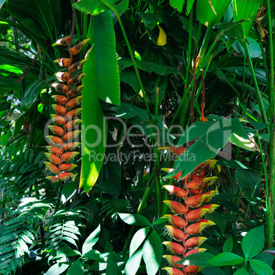Close up of Heliconia tropics flower (Crab Claws; Heliconia rost