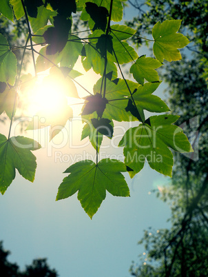 Maple leaves against bright sun