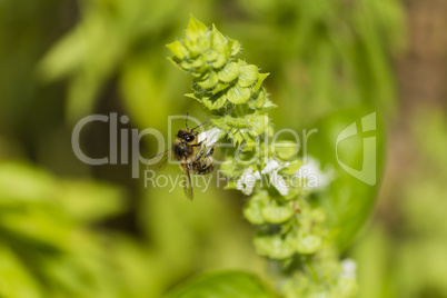 Bee collects white pollen and nectar