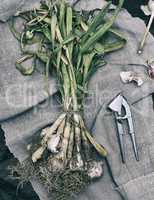 a bunch of young fresh garlic is tied with a rope