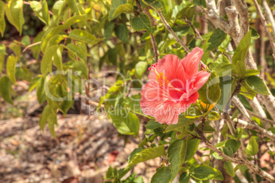 Pink hibiscus flower blooms