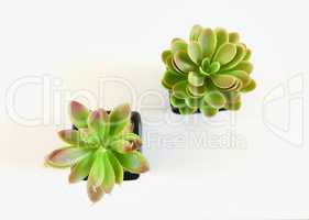 Succulent plant top view