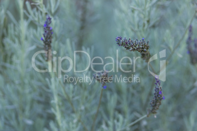 lavender flower closeup on blurred background