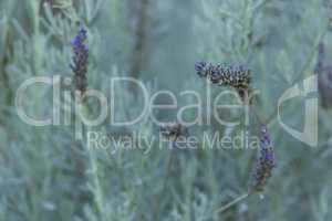 lavender flower closeup on blurred background