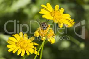 A bee on yellow daisy flower, macro