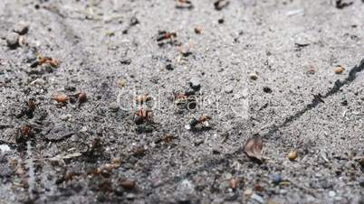 Ameisen auf einer Ameisenstraße - slow motion