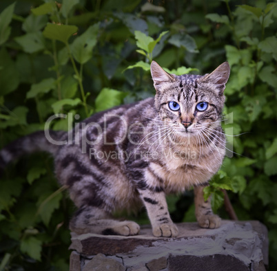 street tabby cat on a background of green bushes