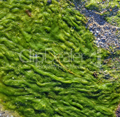 green seaweed on the shore, top view, full frame