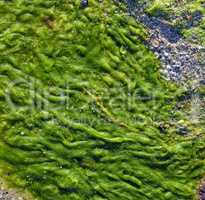 green seaweed on the shore, top view, full frame
