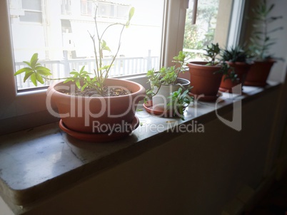 Potted plants on a window sill