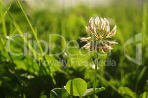 Close up of White Clover in a green meadow