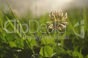 Close up of White Clover in a green meadow