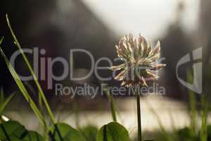 White Clover in a green lawn by the road Closeup