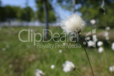 Scheiden-Wollgras - Eriophorum vaginatum