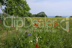 Mohnblüten im Feld