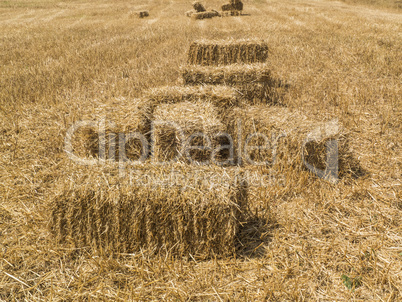 Dry yellow straw in farm,Straw bales