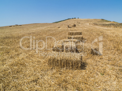 Field with bales of hay