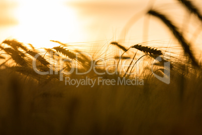 Barley or Wheat Farm Field at Golden Sunset or Sunrise
