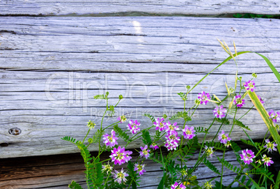 Summer flowers at the old fence