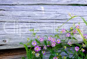 Summer flowers at the old fence