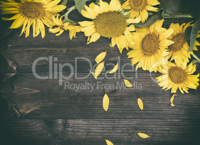 bouquet of flowering yellow sunflowers on a brown background