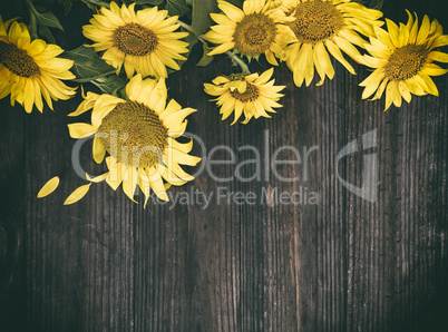 blooming yellow sunflowers on a brown wooden background