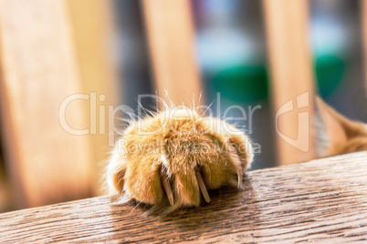 The cat put his paw on the table