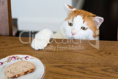 White cat and slice of meatloaf