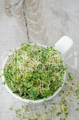 Sprouted alfalfa sprouts