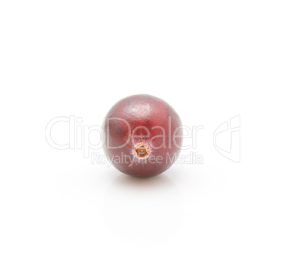 Fresh Cranberry isolated on white