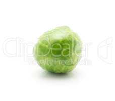 Boiled brussels sprout isolated