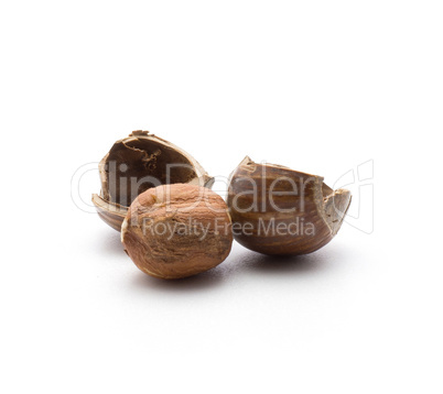 Raw hazelnut isolated on white