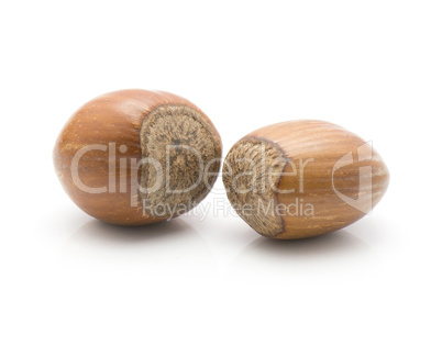 Raw hazelnut isolated on white