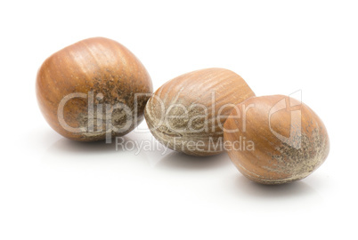 Raw hazelnut isolated on white