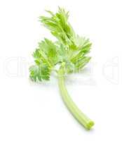 Fresh celery isolated on white