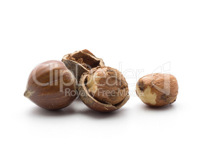 Raw hazelnut isolated on white