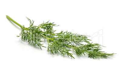 Fresh fennel isolated on white