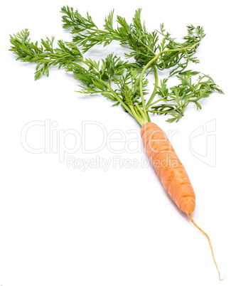 Raw carrot isolated on white