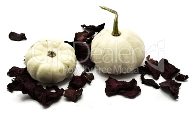 White pumpkin isolated on white