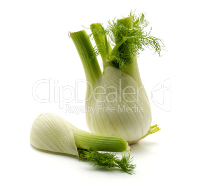 Fresh fennel isolated on white