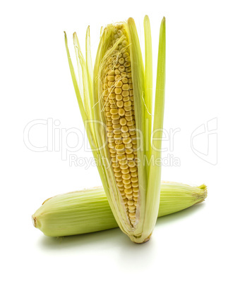 Fresh corn isolated on white