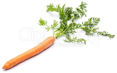 Raw carrot isolated on white