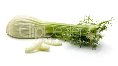 Fresh fennel isolated on white