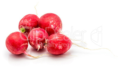 Fresh red radish isolated on white
