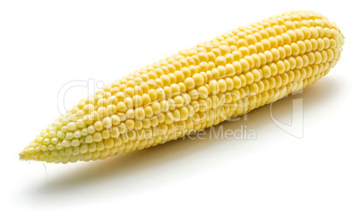 Fresh corn isolated on white