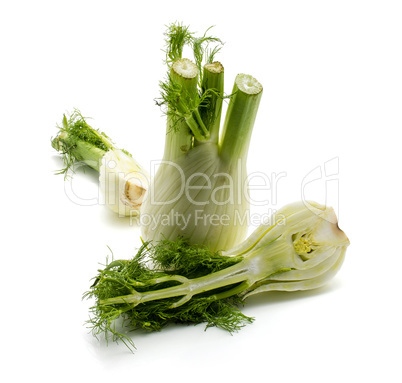 Fresh fennel isolated on white