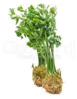 Fresh celery isolated on white