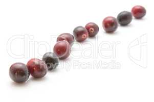 Fresh Cranberry isolated on white